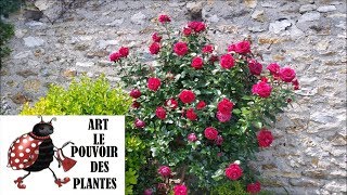 Conseils jardinage Comment réussir sa bouture de rosier Plante vivace [upl. by Ariajay]