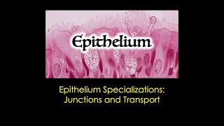 Epithelium Junctions amp Transport [upl. by Ramberg]