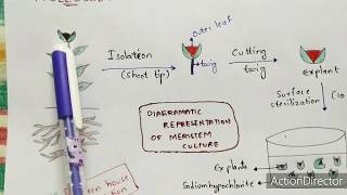 Meristem culture  Procedure  Diagrammatic representation  Applications  Bio science [upl. by Kerr464]