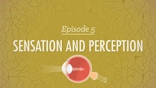 Sensation and Perception Crash Course Psychology 5 [upl. by Htebsil]