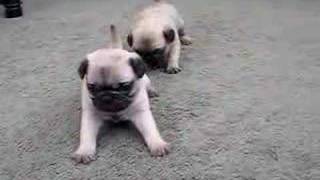 Pug Puppies 4 Weeks Old [upl. by Massarelli]