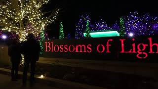 Virtual walk through the Denver Botanic Gardens Blossoms of Light [upl. by Aivil]