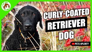 Get Ready to Fall in Love with the Curly Coated Retriever [upl. by Lombardy720]