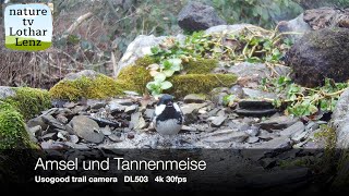 UsoGood DL503 trail camera 4K 30fps Amsel Turdus merula badet [upl. by Broeder]