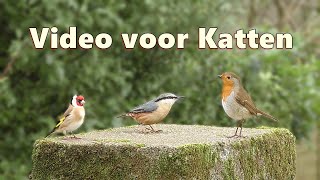 Video voor katten om naar te kijken  Betoverende kleine vogels [upl. by Massey]