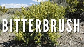 BITTERBRUSH  Outdoor Idaho [upl. by Nuahsed704]