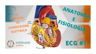 CUORE ED ECG  LE BASI  ANATOMIA E FISIOLOGIA CARDIACA  IL SISTEMA DI CONDUZIONE ELETTRICO [upl. by Lyrem]