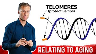 What Are Telomeres amp Why They Are Important in AntiAging – DrBerg on Telomeres and Aging [upl. by Polky]