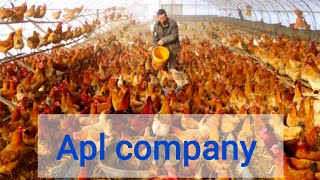 সকল প্রকার মুরগির বাচ্চা নিতে কল করুন viral chicken poultry chickenfarming apl agriculture [upl. by Soalokcin]