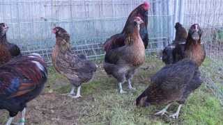 gallinas de raza araucana aperdizado dorado [upl. by Felicle]