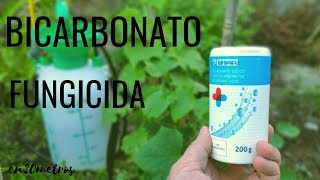 El FUNGICIDA más barato y FÁCIL DE USAR contra oídio y mildiu  BICARBONATO  en20metros [upl. by Ahsekyw]