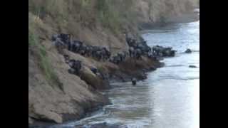 Croc Attacks Wildebeest  Mara River CrossingGreat Migration [upl. by Atikahc483]