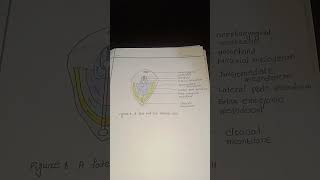 Anatomyfigurefate map of epiblast cell [upl. by Rabiah645]