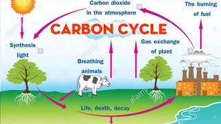 BIOGEOCHEMICAL CYCLES CARBON CYCLE [upl. by Wolfson]