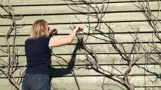 Winter pruning wisteria 2019  timelapse [upl. by Ybanrab]