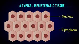 MERISTEMATIC TISSUE  Characteristic  Apical  Intercalary  Lateral meristem [upl. by Cardew747]