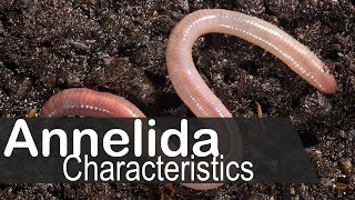 Phylum annelida general characters and classification  UPSC zoology optional [upl. by Early768]