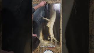 How to Varnish your oil painting  Tips and Tricks [upl. by Rahal]