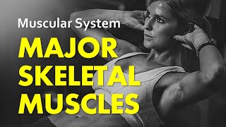 Major Skeletal Muscles  Muscular System 02  Anatomy amp Physiology [upl. by Xila]