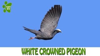 White Crowned Pigeons [upl. by Suivatco267]