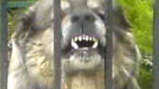 The Superdog Very Scary Caucasian Shepherd Dog [upl. by Malissa]