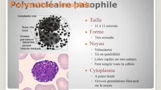 SEMIOLOGIE Interprétation de lhémogramme [upl. by Nelia]