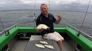 How To Catch Bream on Prawns  The Hook and The Cook [upl. by Rambow81]