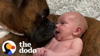 Baby Takes His First Steps Straight To His Dog  The Dodo [upl. by Delanty495]