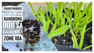 How to grow kangkong from seeds  That’s Ate Ems Buhay Amerika [upl. by Ringler]