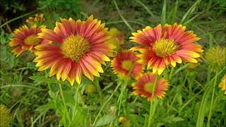 All about Gaillardia plant care Blanket FlowerTriple A [upl. by Kaylee876]