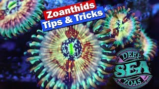 Zoanthids Tips and Tricks  Growing Fragging and selling zoas [upl. by Boatwright]