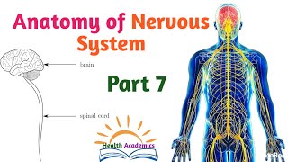 Anatomy of Nervous System Spinal Cord Supportive Video with Amharic Speech Part 7 [upl. by Weldon693]