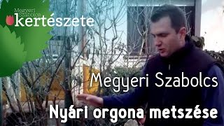 Buddleia davidii  Nyári orgona metszése  Megyeri Szabolcs Kertészet webáruház [upl. by Lekcar]