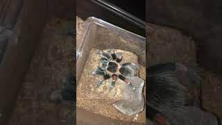 Brachypelma Auratum feeding [upl. by Cohberg]