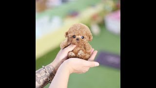 True Toy Poodle Teacup Dog [upl. by Nevet159]