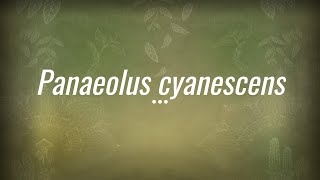 Caine Barlow  An introduction to Panaeolus cyanescens [upl. by Llevart989]