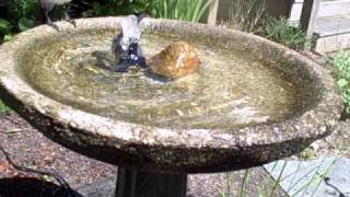 multi bird birdbath blue jay oriole cowbird catbird [upl. by Dlonyar858]