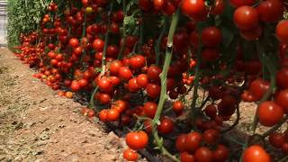 İnanılmaz Domates yetiştiriciliği Amazing tomato [upl. by Brunhilde]