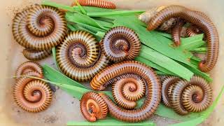 Are These Millipedes Poisonous Search Millipede In Wilderness Then Catch All The BUGS [upl. by Addi]