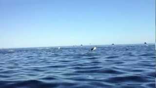 Flying Sting Rays in Baja [upl. by Ramos]