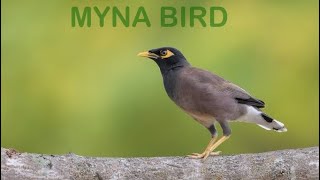 Myna Bird In Open Orchards Of Kashmir 🐦  Our Farm [upl. by Arlee]