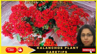 Kalanchoe में ऐसा क्या करें कि आए ढेर सारे फूल  Full care and propogation of Kalanchoe plant [upl. by Nelsen144]