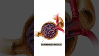 Structure and Function of Nephron Anatomy and physiology of Nephron 3danimation nephronstructure [upl. by Rehoptsirhc323]