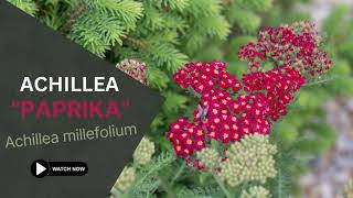 Achillea quotPaprikaquot  Achillea Millefolium  TinyLeaf [upl. by Noyrb849]