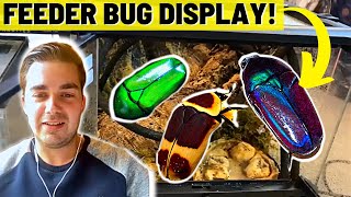 AtHome Reptile Studies amp Feeder Insect Displays  Olly Wilson [upl. by Asyar]