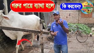 গরুর পায়ে ব্যাথা ।। গাভীর পায়ে ব্যাথা হলে । cow laminitis [upl. by Blondelle820]