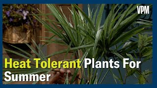 Heat Tolerant Plants [upl. by Anirac928]