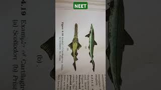 animalkingdom Example of Cartilaginous fishes  ScoliodonPristis neet [upl. by Noruq]