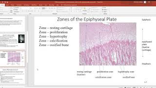 109 Bone development intramembranous endochondral epiphyseal plate bone growth PowerPoint 2019 [upl. by Ree]