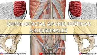 APONEUROSIS DEL ABDOMEN Lig de Hesselbach Lig de Cooper Lig de Vesalio Lig de Henle [upl. by Lynsey]